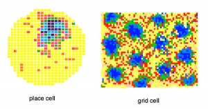 grid-cells